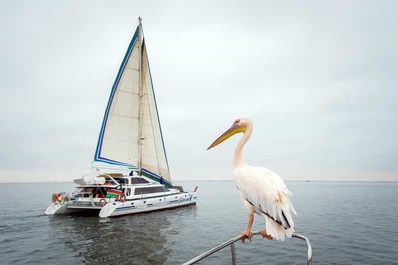 Walvis Bay: luxe catamarantour Marine Big 5