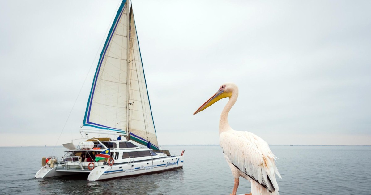 Walvis Bay: Marine Big 5 Luxury Catamaran Tour