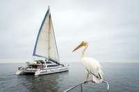 Whale Bay, Marine Big 5 Luxury Catamaran Tour - Housity