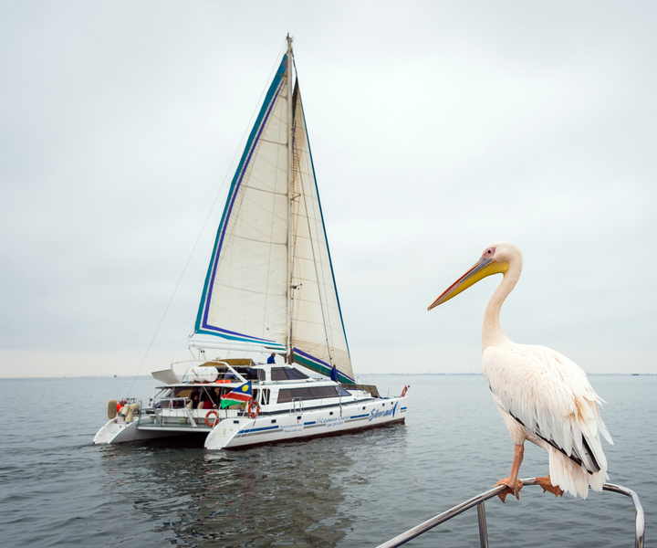 Walvis Bay: Marine Big 5 Luxury Catamaran Tour