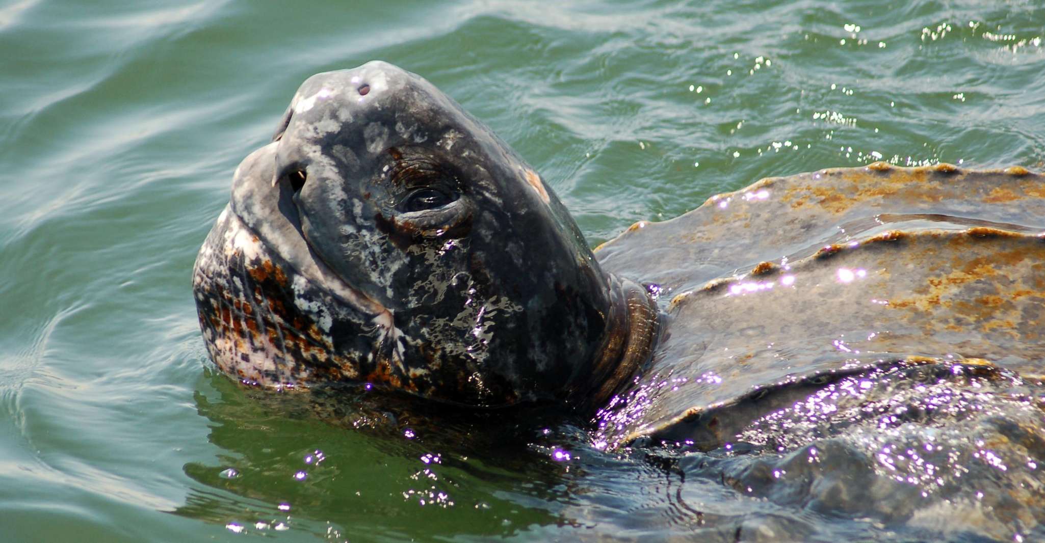 Walvis Bay, Marine Big 5 Luxury Catamaran Tour - Housity