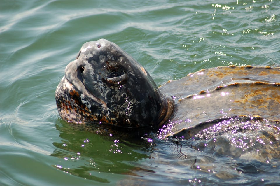 Walvis Bay: Marine Big 5 Luxury Catamaran Tour | GetYourGuide