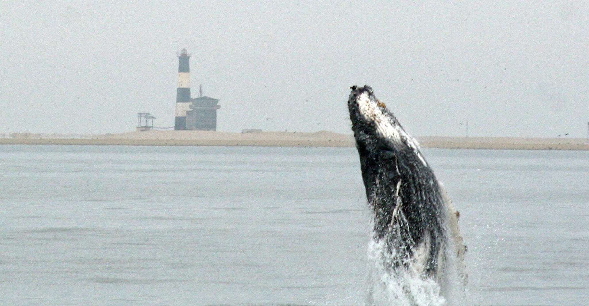 Walvis Bay, Marine Big 5 Luxury Catamaran Tour - Housity