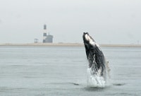 Bay Bay, Marine Big 5 Luxury Catamaran Tour - Housity