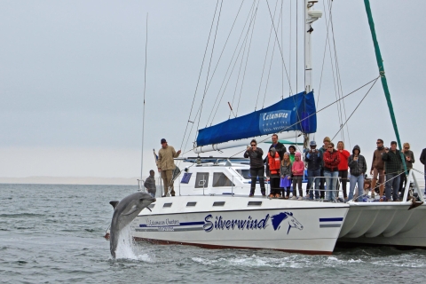 Walfischbucht: Big 5 der Meere Tour im Luxus-Katamaran