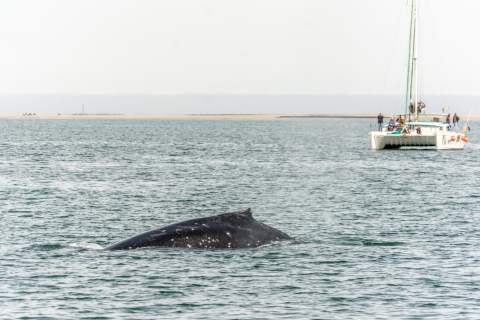 Walfischbucht: Big 5 der Meere Tour im Luxus-Katamaran