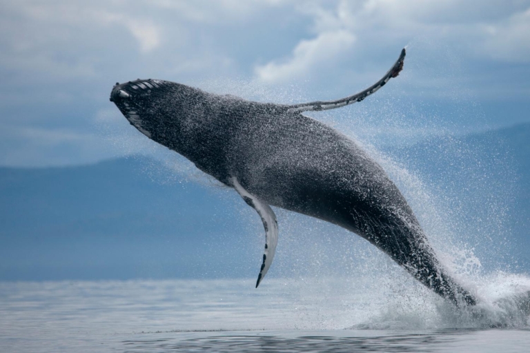 ATV y avistamiento de ballenasUso de ATV individual y observación de ballenas