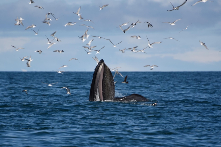 ATV y avistamiento de ballenasUso compartido de ATV y observación de ballenas