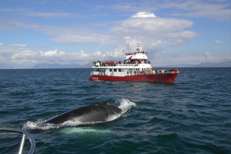 Observation de baleines et de VTTUtilisation partagée de VTT et observation des baleines