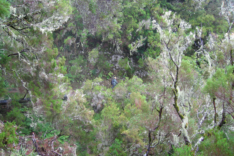 Madeira Walks - Rabaçal and the 25 FountainsGroup Tour