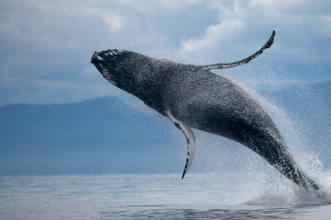 Desde Reikiavik: Aventura en buggy y avistamiento de ballenasPaseo en buggy y avistamiento de ballenas - jinete único