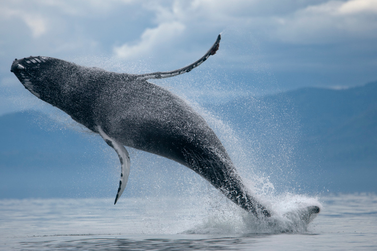 Van Reykjavik: Buggy & Whale Watching AdventureBuggy & Whale Watching Tour - Single Rider