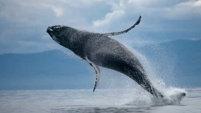 from reykjavik buggy whale watching adventure