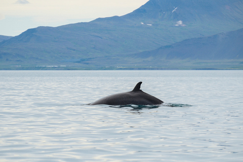 Ab Reykjavik: Buggy-Abenteuer & Wal-BeobachtungBuggy & Walbeobachtungstour - Einzelfahrer