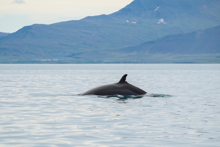 From Reykjavik: Buggy & Whale Watching Adventure Buggy & Whale Watching