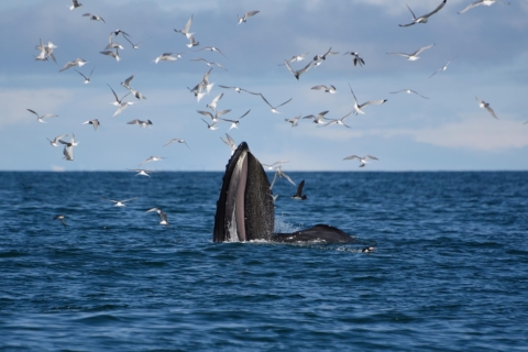 Desde Reikiavik: Aventura en buggy y avistamiento de ballenasPaseo en buggy y avistamiento de ballenas - jinete único