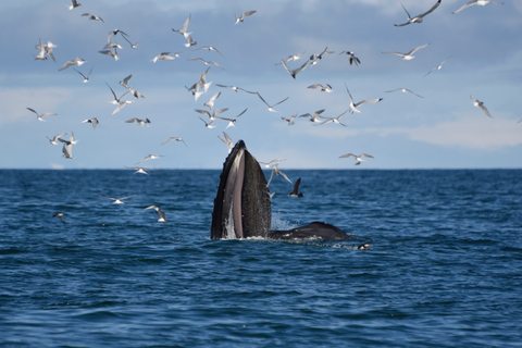 Z Reykjaviku: Buggy & Whale Watching AdventureBuggy & Whale Watching