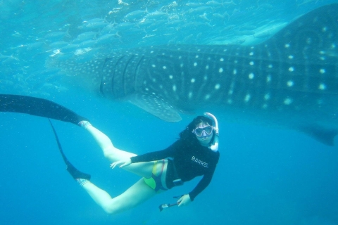 From Cebu: Whale Shark Tour and Tumalog Falls Private Tour Whale Shark Tour + Tumalog Falls Experience