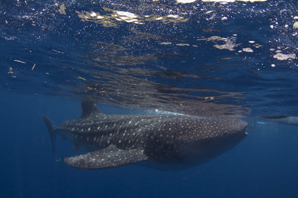 From Cebu: Whale Shark Tour and Inambakan Falls Private Tour | GetYourGuide