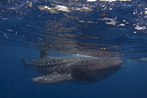 From Cebu: Whale Shark Tour and Tumalog Falls Private Tour Whale Shark Tour + Tumalog Falls Experience