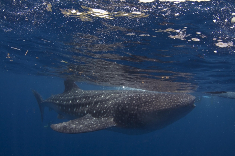 From Cebu: Whale Shark Tour and Tumalog Falls Private Tour Oslob Whale Sharks + Tumalog Falls + Moalboal Island Hopping
