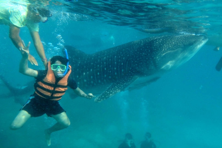 Z Cebu: Wycieczka z rekinami wielorybimi i prywatna wycieczka do wodospadu TumalogWycieczka na rekina wielorybiego + wodospady Tumalog + masaż