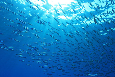 Cebu: Excursão de mergulho com snorkel para sardinhas e tartarugas em MoalboalPasseio de mergulho com snorkel com sardinhas e tartarugas em Moalboal