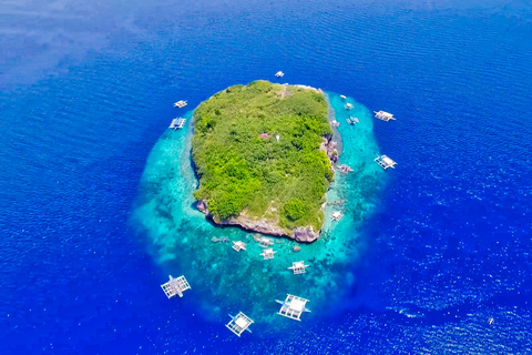 Cebu: Snorklingstur med sardiner och sköldpaddor i MoalboalSnorklingstur med sardiner och sköldpaddor i Moalboal