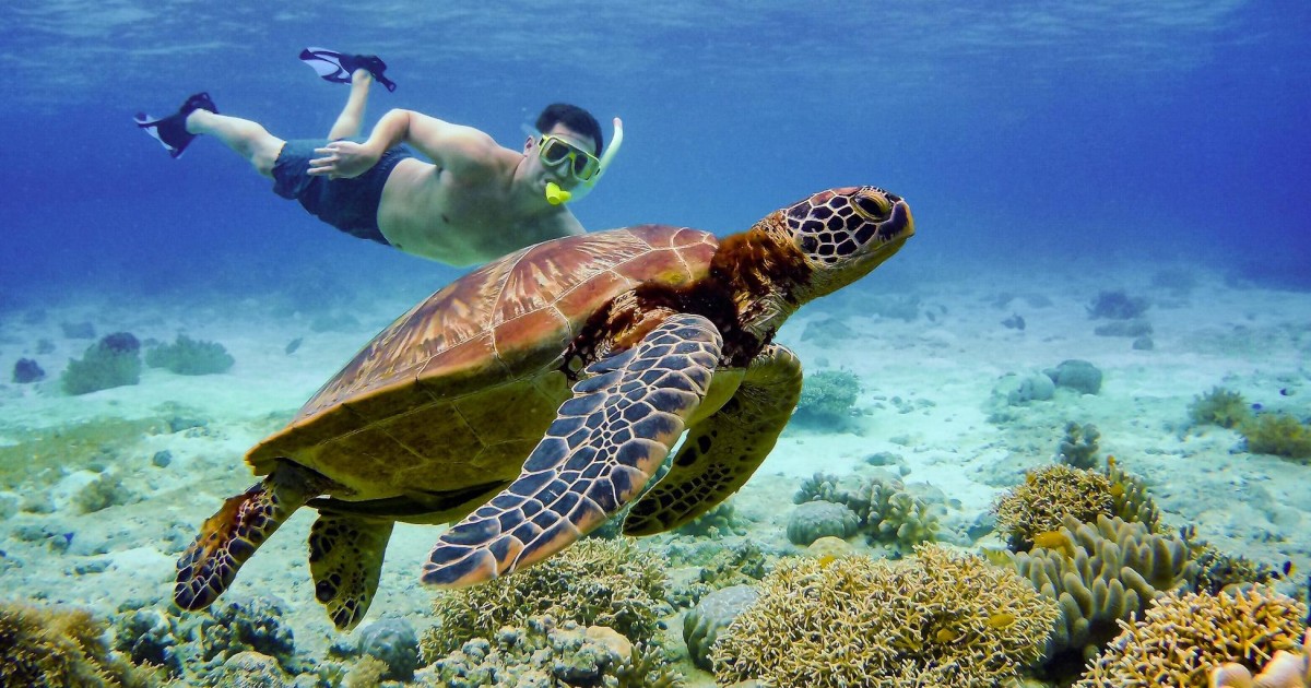 Swim alongside thousands of sardines and perhaps spot some turtles or jumpi...