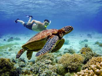Cebu: Excursão de mergulho com snorkel para sardinhas e tartarugas em Moalboal