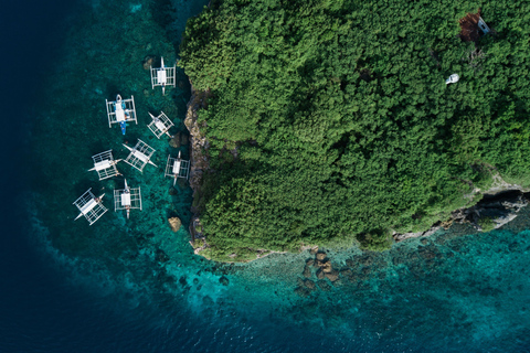 Cebu: natación moalboal con sardinas y avistamiento de delfinesSolo tour