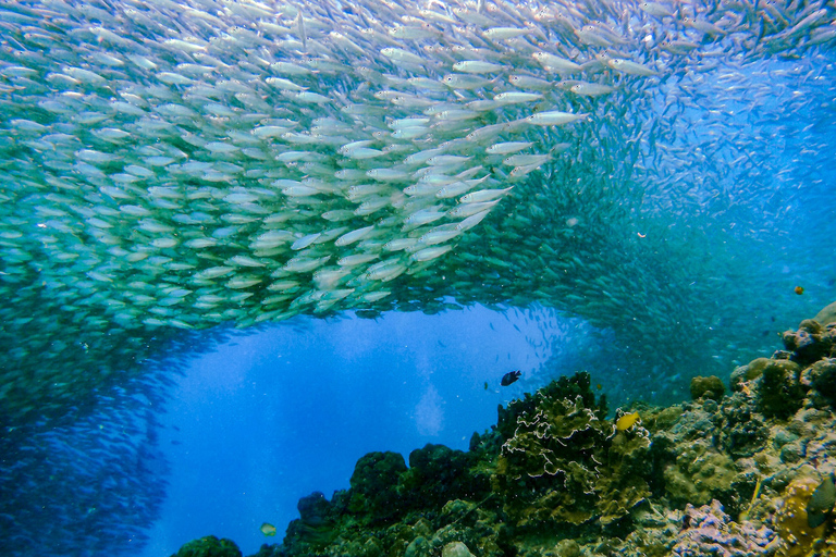 Cebu: Excursão de mergulho com snorkel para sardinhas e tartarugas em MoalboalPasseio de mergulho com snorkel com sardinhas e tartarugas em Moalboal