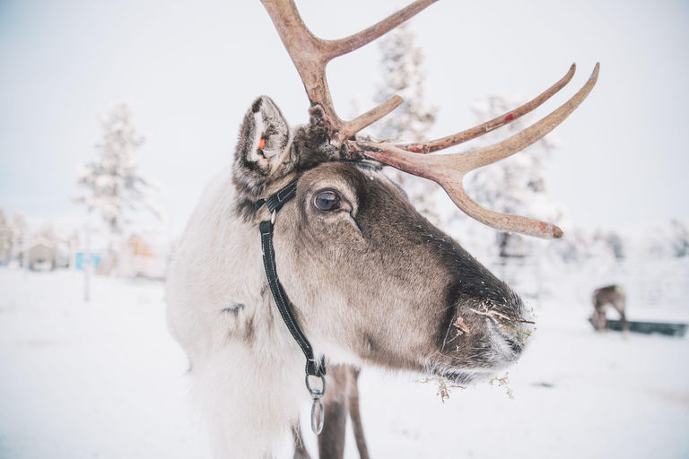 From Abisko: Sami Village Visit with Reindeer & Snowshoeing