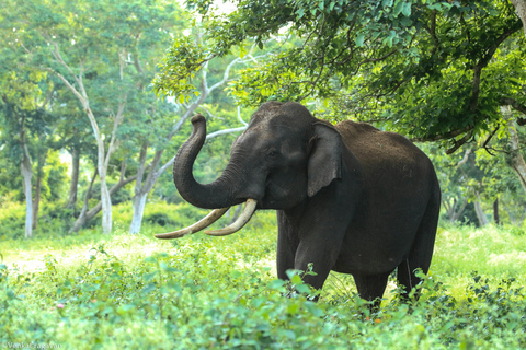 Colombo/Negombo: Sigiriya, Dambulla Höhle, &amp; Safari Tagestour