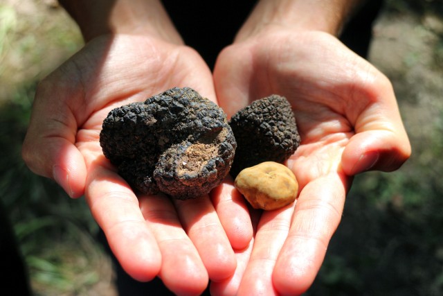 Visit San Gimignano Truffle Cooking Class with Wine Tasting in San Gimignano