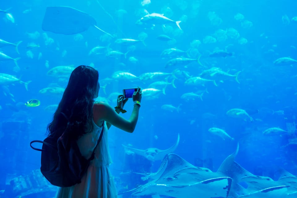 Dubai Aquarium and Underwater Zoo Ticket and Penguin Cove GetYourGuide