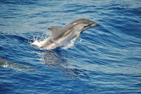 genoa galata museum ticket and whale watching cruise