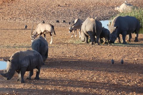 Namibias Best 4 Day Etosha Safari Privérondleiding