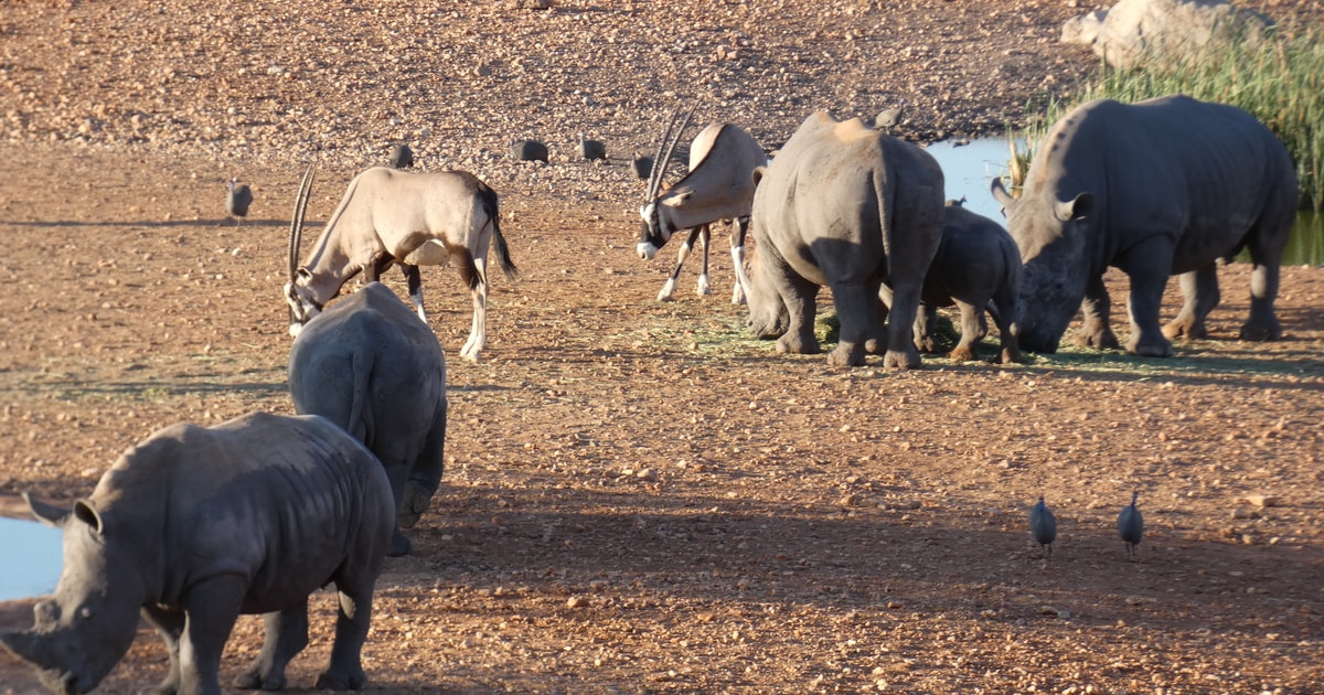 Namibias Best 4 Day Etosha Safari Private Guide Tour