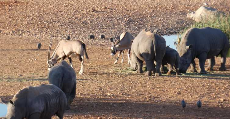 Namibias Best 4 Day Etosha Safari Private Guide Tour GetYourGuide