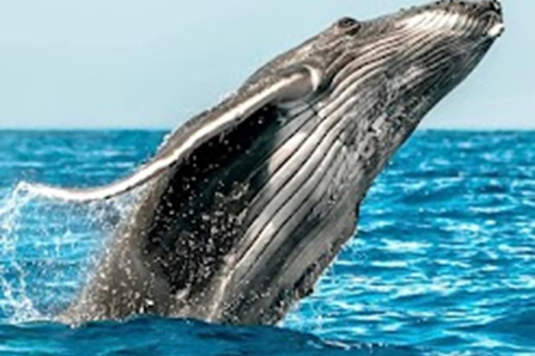 Oahu: Full-Day Tour with Snorkeling, Free Wi-Fi & Free Perks