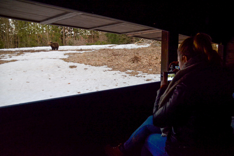 Observación de osos en la Tierra de los VolcanesBrasov: Excursión guiada de un día para observar osos en el bosque de Tusnad