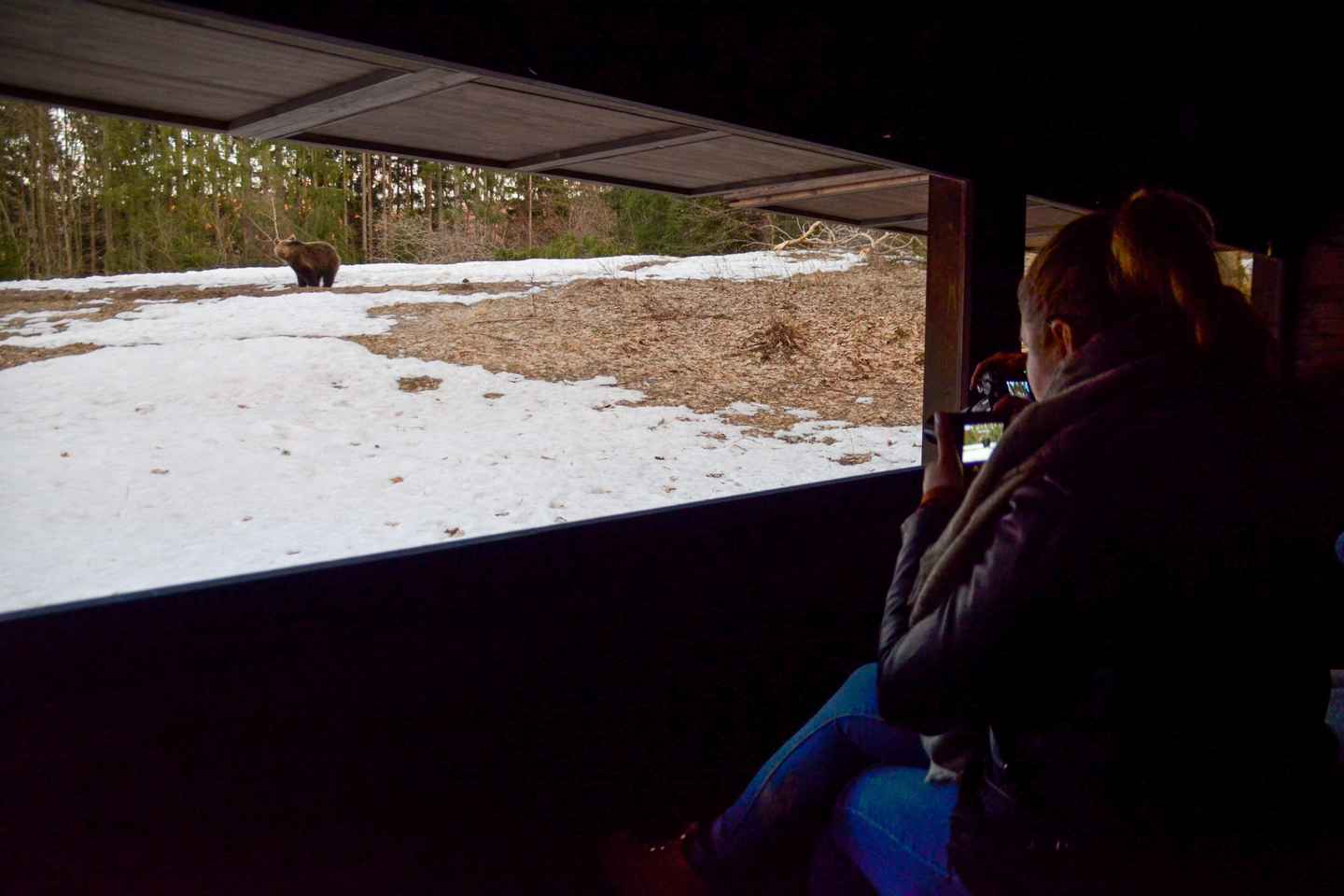 Bear watching in the Land of Volcanoes