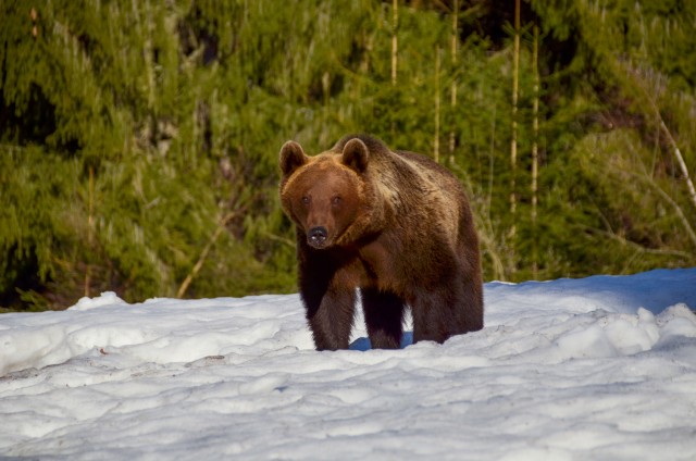 Visit Bear watching in the Land of Volcanoes in Brasov, Romania