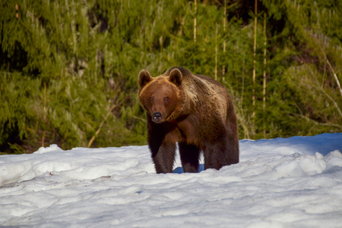 Observación de osos en la Tierra de los VolcanesBrasov: Excursión guiada de un día para observar osos en el bosque de Tusnad