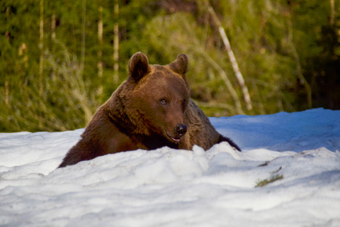 Observación de osos en la Tierra de los VolcanesBrasov: Excursión guiada de un día para observar osos en el bosque de Tusnad