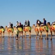 Djerba: Lagoon Camel Ride Experience