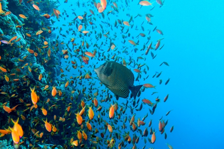 Hurghada: duikexcursie van een dag met lunch & 2 duikplekkenSnorkeltour met 2 locaties