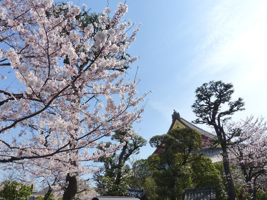 Sakura W Tokio Do Wiadczenie Kwitn Cej Wi Ni Getyourguide