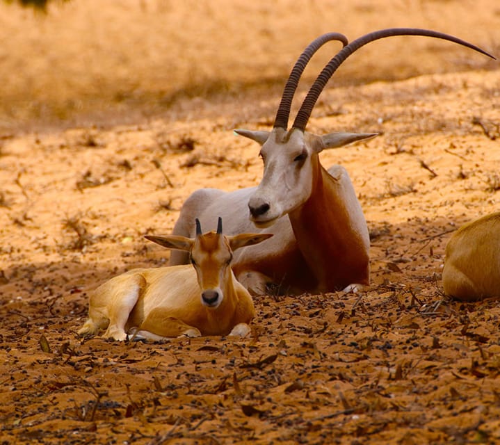 Agadirtaghazout Souss Wildlife Park Desert Safari And Lunch Getyourguide